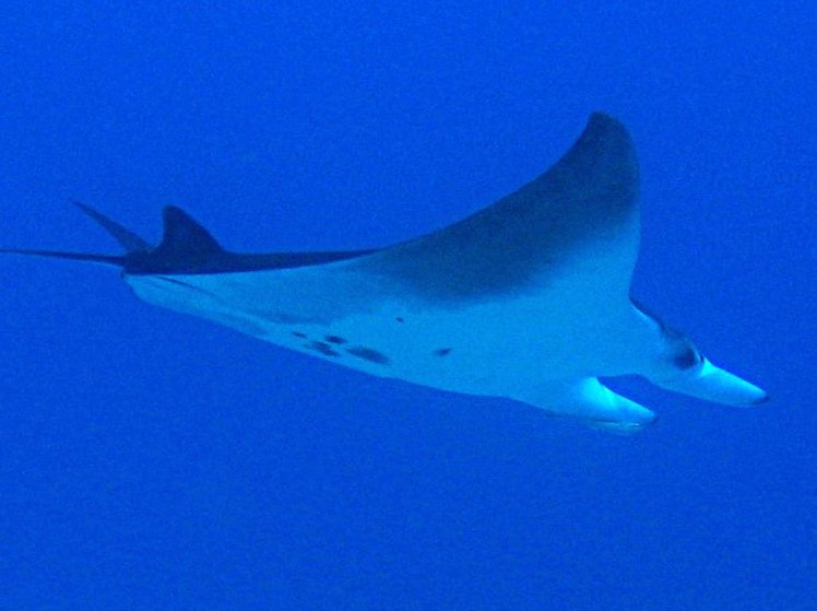 Giant Manta Ray